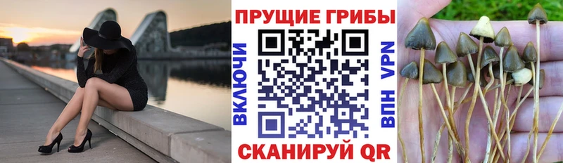 Псилоцибиновые грибы Cubensis  Перевоз 